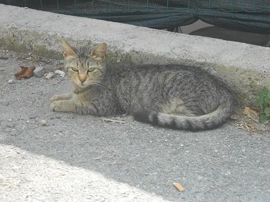 Gatto di Sant'Olcese
