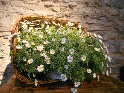 Basilica dei Fieschi (10)