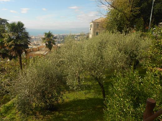 Genova (3)