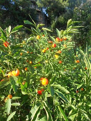 Villetta Di Negro (21)