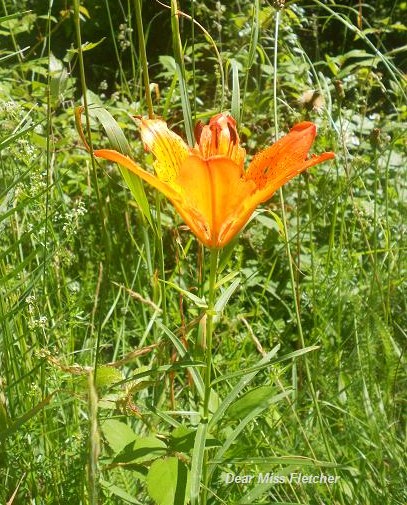 Giglio di San Giovanni (2)