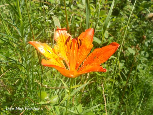 Giglio di San Giovanni
