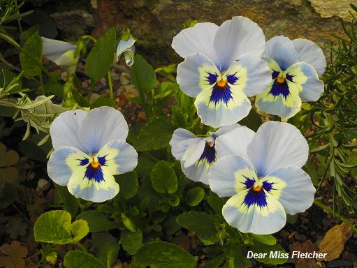 Villa Spinola Dufour (10)