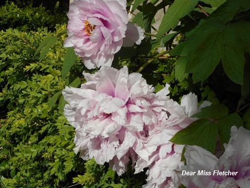 Villa Spinola Dufour (15)