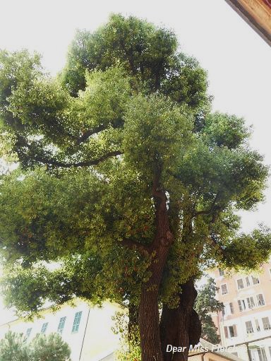 Villa Spinola Dufour (18)